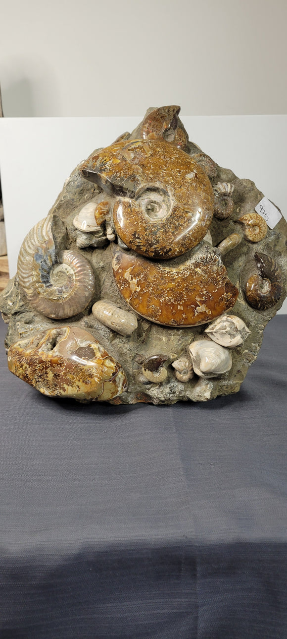 Natural Ammonite and Clam Specimen